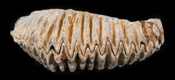 Cretaceous Fossil Oyster (Rastellum) - Madagascar #30323